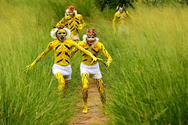 Indian schoolchildren, their face and bodies painted as tigers, run at a park in Bangalore on August 1, 2015, during an awarness programme about the endangered tiger species. International Tiger Day which came into being at the Saint Petersburg Tiger Summit in 2010, is held annually on July 29, to give worldwide attention to the reservation of tigers and it is both an awareness day and a celebration of tigers. (Photo by Manjunath Kiran/AFP Photo)