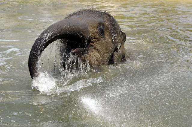 Two-year old Indian elephant calf Asha enjoys a cool bath in the Budapest Zoo as the daytime temperature is above 34 centigrades in Budapest, Hungary, 07 Augustus 2015. (Photo by Attila Kovacs/EPA)