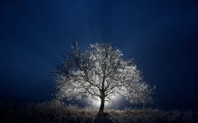 A frost-covered tree is seen in Salgotarjan, Hungary, 04 January 2020. (Photo by Peter Komka/EPA/EFE/Rex Features/Shutterstock)