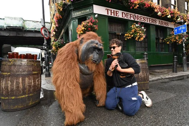 Pongo, an animatronic orangutan, Louis and his dog, named Apache, outside Meridian's pop-up jungle-themed pub, The Deforesters Arms, in London on October 5, 2021, which is raising money for International Animal Rescue, a charity seeking to preserve and protect Orangutan habitats. (Photo by Doug Peters/PA Wire Press Association)