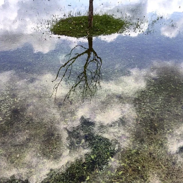 A tree is reflected in a puddle at Wahconah Park in Pittsfield, Mass. on Wednesday, July 1, 2015. (Photo by Ben Garver/AP Photo/The Berkshire Eagle)