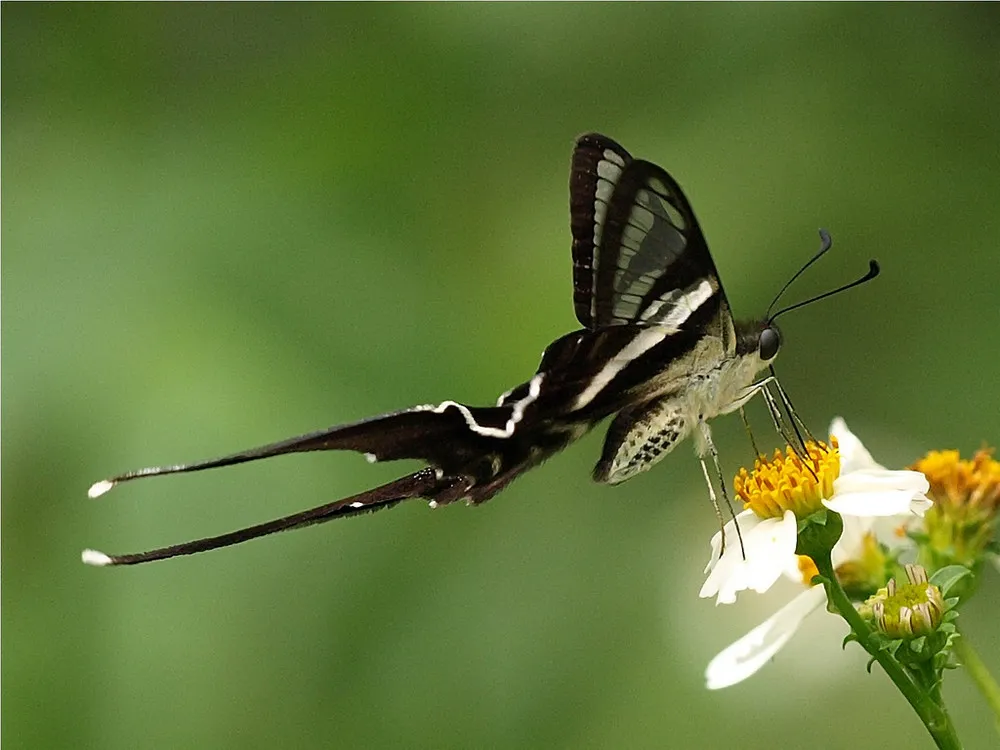 The White Dragontail (Lamproptera curius)