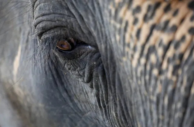 An elephant at Winga Baw Elephant Conservation Camp during the ceremony to mark World Elephant Day at Bago Region, Myanmar, 12 August 2017. (Photo by Lynn Bo Bo/EPA/EFE)