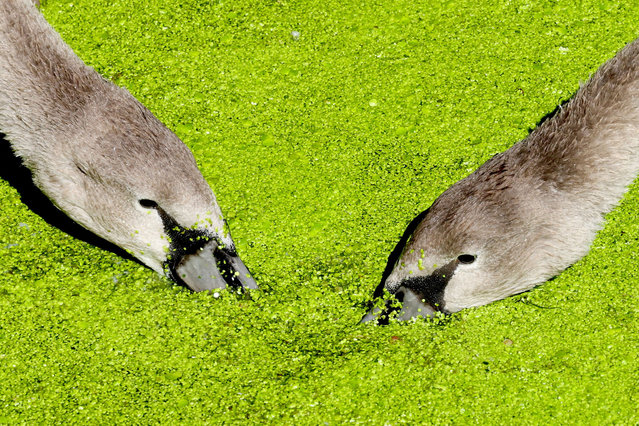 Cygnets feed in a canal at Paddington Basin in London, Britain on August 27, 2023. (Photo by Kevin Coombs/Reuters)