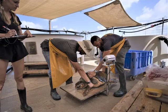 Volunteers measures the weight of wounded sea turtle at the Sea Turtle Rescue Center, run by the Israel National Nature and Parks Authority, on the shore of the Mediterranean Sea, in Michmoret, Israel, Thursday, July 7, 2022. Over a dozen sea turtles were released back into the wild after months of rehabilitation at the rescue center in Israel after suffering physical trauma, likely caused by underwater explosives. (Photo by Oded Balilty/AP Photo)