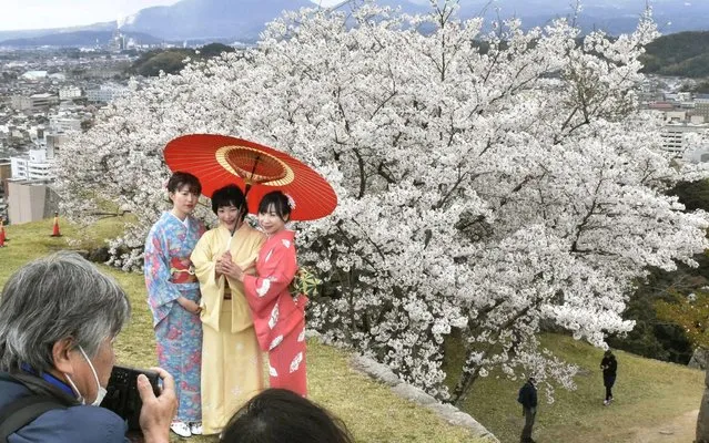 A photo session is held at the Yonago Castle ruins in Yonago, Tottori Prefecture, western Japan on April 4, 2020. (Photo by Newscom/Alamy Live News)