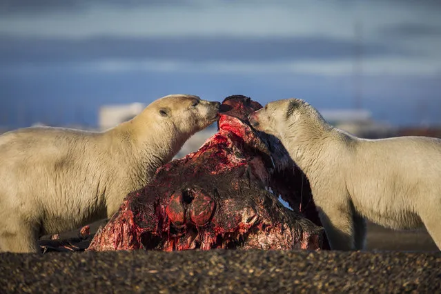 Polar bears feast on the remains of a bowhead whale, harvested legally by whalers during their annual subsistence hunt, just outside the Inupiat village of Kaktovik, Alaska, USA, 10 September 2017. (Photo by Jim Lo Scalzo/EPA/EFE)