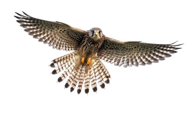 A kestrel cranes its neck as it peers down from the sky near Overton, Hampshire, UK in the first decade of January 2025. A kestrel can have a wingspan of up to 80 cm. (Photo by Deborah Heath/Picture Exclusive)