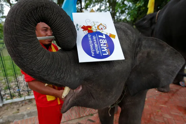 An elephant holds a poster during a campaign ahead of the August 7 referendum in Auytthaya province, north of Bangkok, Thailand, August 1, 2016. (Photo by Chaiwat Subprasom/Reuters)