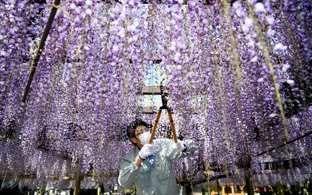 Workers cut off flowers of fully bloomed Japanese wisteria, Kurogi-no-Ofuji, which is believed to be approximately 620-year-old at Susanoo Jinja Shrine amid the coronavirus pandemic on April 28, 2020 in Yame, Fukuoka, Japan. The wisteria festival, usually attract 200,000 visitors, was cancelled as a precautious measure to avoid possible outbreak of the Covid-19 ahead of the so-called “Golden Week” holiday week in Japan. (Photo by The Asahi Shimbun via Getty Images)