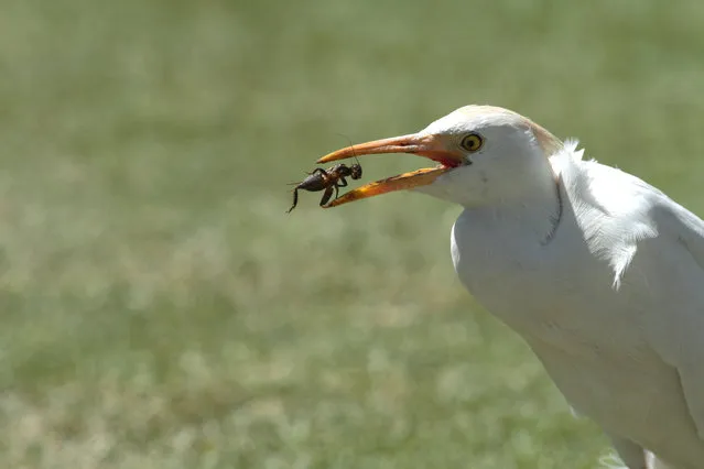 A white stork feasts on a cricket it caught on the pitch, during the cricket One Day International  final  between South Africa and Australia  in  Harare, Zimbabwe, Saturday, September 6, 2014. (Photo by Tsvangirayi Mukwazhi/AP Photo)