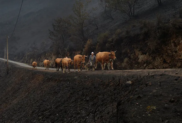 Farmers walk their livestock, on a mountain road, past vegetation, burnt by forest fire in San Martin de Cereixedo, Cervantes, Galicia, northern Spain October 17, 2017. (Photo by Vincent West/Reuters)