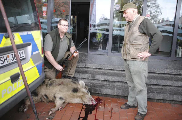 Hunter  Uwe Ingwersen, left, and Horst Allwardt right look at the wild boar that was shot  in the center of Heide, northern Germany, Friday, October 20, 2017. Police say a pair of wild boars have gone on the rampage and injured at least four people in the north German town of Heide. Authorities warned people to stay indoors after the adult animals appeared early Friday and began attacking pedestrians. Police said one of the boars was shot dead outside a bank, the other is still on the run. (Photo by Helge Holmson/DPA via AP Photo)