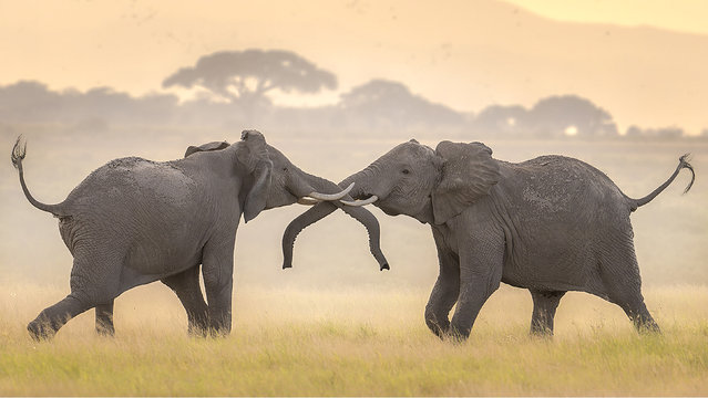 Young African elephants in Amboseli, Kenya in the last decade of January 2025, assess each other’s strength in a play-fight with their trunks and sometimes their teeth. (Photo by Jie Fischer/Solent News)