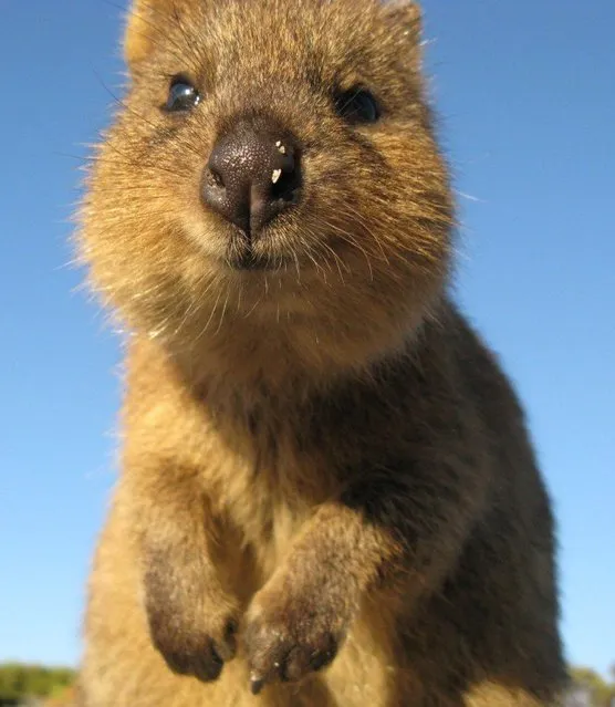 Quokka The Happiest Animal in the World