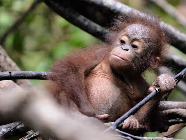 This picture taken on August 4, 2016 shows an orphan orangutan baby playing in a tree whilst attending “jungle school” at the International Animal Rescue centre outside the city of Ketapang in West Kalimantan. (Photo by Bay Ismoyo/AFP Photo)