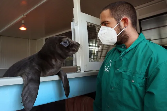 Hermes, a young male seal that was found injured on the beach of Pili in Evia island last September, is being treated by qualified staff in the facilities of the Hellenic Society for the Study and Protection of the Monk Seal (Mom), in Spata, some 30km west of Athens, Greece, 15 November 2022.  Hermes and Minos, two young seals found separated from their mothers, were taken to Mom's facilities, where they will receive the care of Mom's staff for a few months before being released into their natural environment in one of the protected areas of the Aegean Sea. The Monk seal is one of most endangered seal species in the world and the only seal species residing in the Mediterranean Sea. (Photo by Orestis Panagiotou/EPA/EFE)