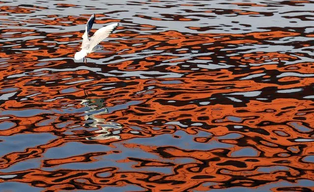 A river gull flies over the reflection of a bridge on the Sava River in Belgrade, Serbia, December 24, 2012. (Photo by Darko Vojinovic/Associated Press)