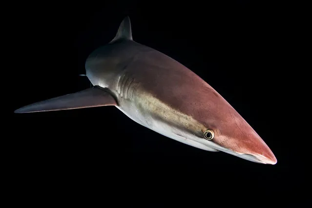 “Night life”. The night snorkel with silky sharks is a special experience, where even the coolest types of pulse goes up. Photo location: Punta Tosca, Socorro Island, Revillagigedo Archipelago. (Photo and caption by Michael Weberberger/National Geographic Photo Contest)