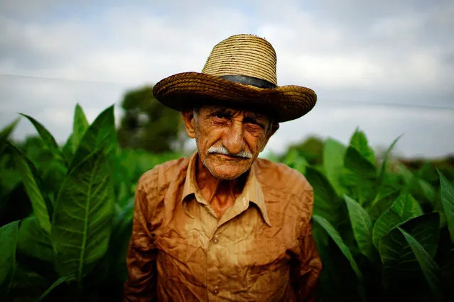 Farmer Osvaldo Lemas, 83, looks to the camera as he picks tobacco leaves at a farm in Cuba's western province of Pinar del Rio, Cuba, February 28, 2017. (Photo by Alexandre Meneghini/Reuters)