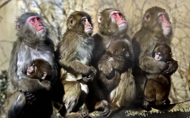 Japanese macaques bask in the sunshine at a Zoo in the Everland Amusement Park in Yongin, South Korea, January 9, 2013. The National Weather Service issued a cold wave watch as morning temperatures reached 51 degree. (Photo by Lee Jin-man/Associated Press)