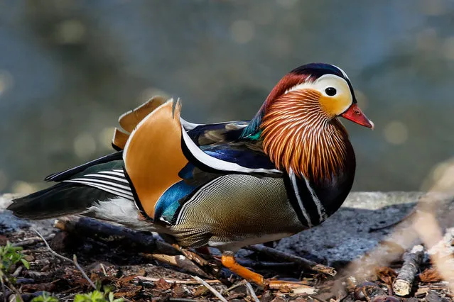 A male Mandarin duck walks along the Landwehr canal in Berlin's Kreuzberg district as the sun shines on Easter Sunday, April 12, 2020. (Photo by David Gannon/AFP Photo)