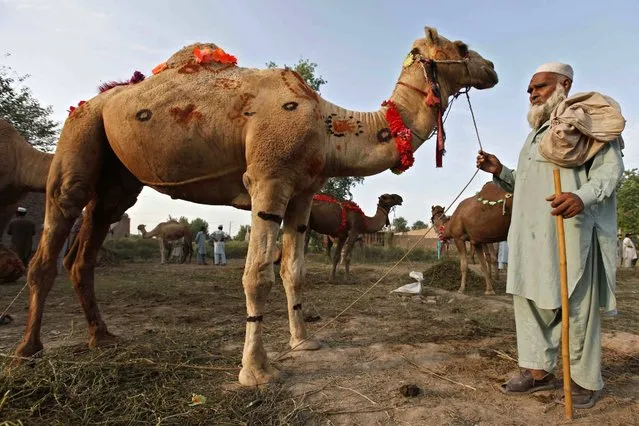 Camel is on sale at a market ahead of the Eid al-Adha festival in Peshawar, Pakistan, 12 September 2016. Eid al-Adha is the holiest of the two Muslims holidays celebrated each year, it marks the yearly Muslim pilgrimage (Hajj) to visit Mecca, the holiest place in Islam. Muslims slaughter a sacrificial animal and split the meat into three parts, one for the family, one for friends and relatives, and one for the poor and needy. (Photo by Bilawal Arbab/EPA)