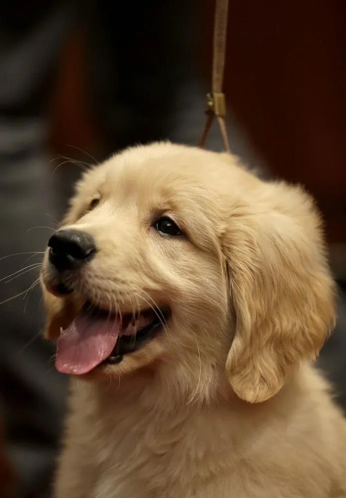 American Kennel Club Announces Most Popular Dogs in The U.S. 2013