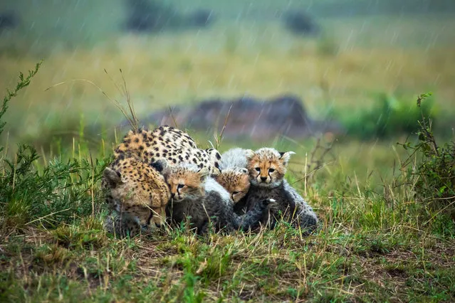 “Weather Together”. A cheetah and her cubs huddle together for warmth during one cold evening downpour. Photo location: Maasai Mara Reserve, Kenya. (Photo and caption by Zestin Soh/National Geographic Photo Contest)