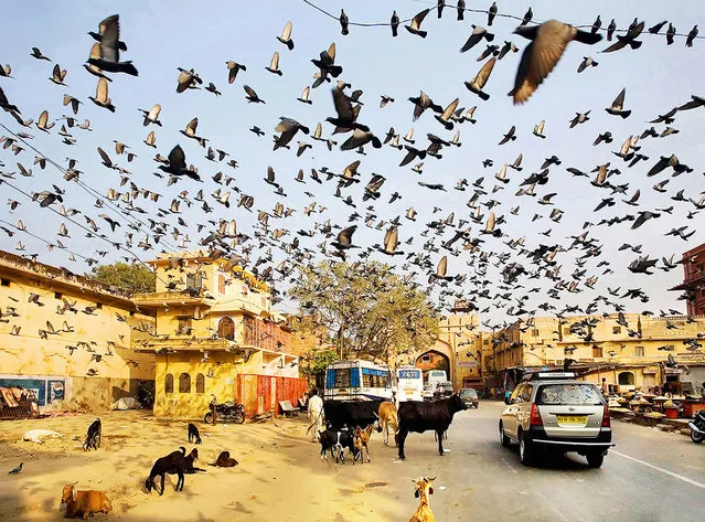 “I was hanging around Jaipur, when I noticed a cloud of birds in the air. I just instinctively released the shutter. The soul of Sir Alfred Hitchcock lives here, I thought”. (Photo and comment by Maciej Makowski, Poland/2013 Sony World Photography Awards