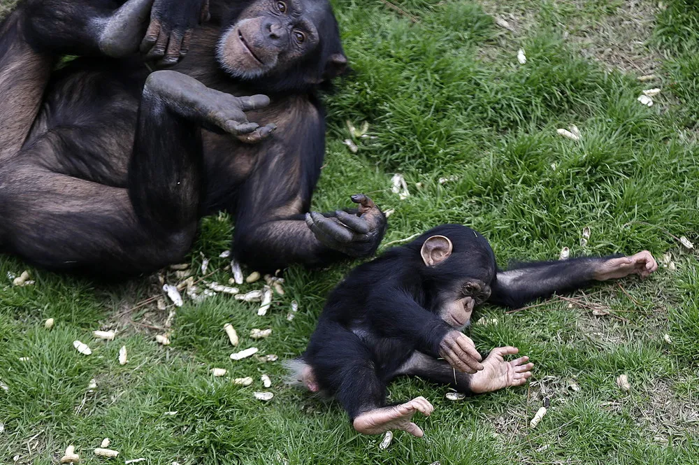 “Daily Life of Monkeys in the USA”