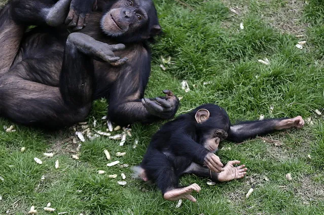 An adult chimp plays with a young chimp at Chimp Haven in Keithville, La., Monday, February 18, 2013. One hundred and eleven chimpanzees will be coming from a south Louisiana laboratory to Chimp Haven, the national sanctuary for chimpanzees retired from federal research. (AP Photo/Gerald Herbert)