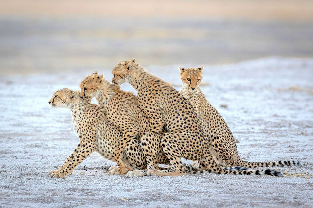 A rarely captured image of cheetah siblings mounting each other to determine their rank within the group. Cheetahs, unlike other big cats, remain highly social throughout their lives. The photographer Charlotte Keast followed the animals for five hours in Kenya’s Amboseli national park in July 2025. (Photo by Charlotte Keast/Two Point O Media/Cover Images)