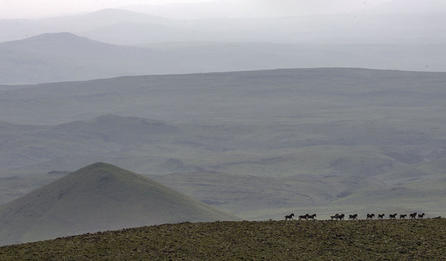 A herd of wild horses roams freely across the high plateaus of Yama Mountain, located primarily in Sivas but extending prominently into Malatya's northern region, Turkiye on May 20, 2025. Celebrated for its raw beauty and cultural significance, the mountain attracts hikers, campers, and paragliders. Visitors are treated to sweeping views of Darende and surrounding valleys from the summit, while the sight of yearling horses running through the terrain highlights the harmony between wildlife and landscape. (Photo by Bayram Ayhan/Anadolu via Getty Images)