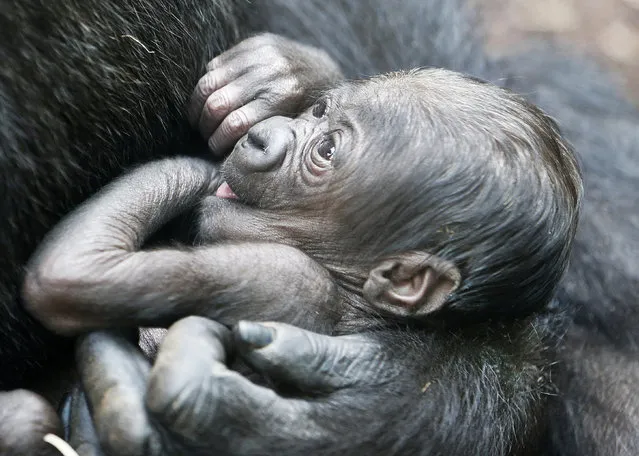 A six-days-old gorilla baby lies in the arms of its mother Shira at the zoo in Frankfurt, Germany, Wednesday, September 21, 2016. (Photo by Michael Probst/AP Photo)