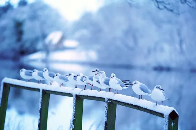Gulls standing on a snowy fence in Hexham, England on Monday, January 16, 2023. (Photo by Owen Humphreys/PA Images via Getty Images)