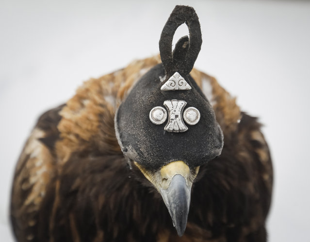 A tamed golden eagle wearing a hood with silver decorations, locally known as tomaga during an annual hunters competition at Almaty hippodrome, Kazakhstan February 9, 2018. (Photo by Shamil Zhumatov/Reuters)
