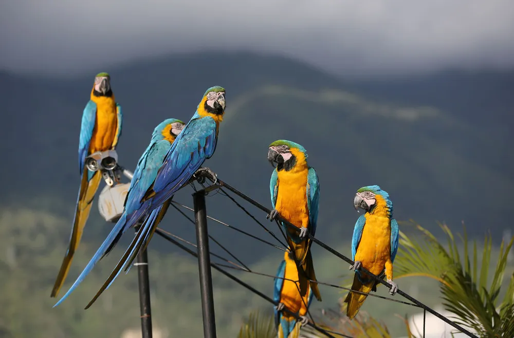 Venezuelas Beloved Macaws