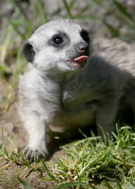 A 6-week-old meerkat pup walks through the grass in its enclosure on March 11, 2013 at the Oakland Zoo in California. The Oakland Zoo is welcoming three 6-week-old meerkat pups to its current mob, or clan, of meerkats. The new pups are named Ayo, Rufaro and Nandi. (Photo by Justin Sullivan)