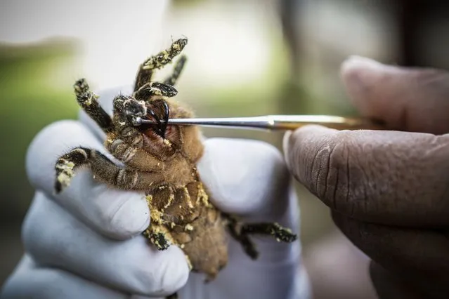 An employee shows the chelicerae and fangs – used to inject venom – of a tarantula, known as Costa Rican Tiger Rump (Cyclosternum fasciatum), at the Exotic Fauna Store in Managua, Nicaragua, on November 24, 2014. Nicaragua has entered the flourishing business of pet trade to diversify its exports and is taking advantage of its biodiversity resources by selling tarantulas around the world. (Photo by Inti Ocón/AFP Photo)