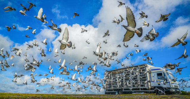 About two thousand young pigeons on August 11, 2025 take flight on Lauder Moor in the Scottish Borders to race 90 miles back to their owners, members of the Ayrshire Federation of Homing Pigeon Societies. (Photo by Phil Wilkinson)
