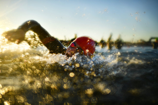 Athletes compete during the swim leg at the IRONMAN Copenhagen on August 17, 2025 in Copenhagen, Denmark. (Photo by Alexander Koerner/Getty Images for IRONMAN)