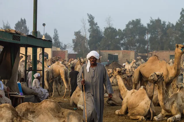A camel vender leads his camel at the camel market in Birqash, Giza, 25 km,16 miles north of Cairo, Egypt, on August 26, 2016. (Photo by Fayed El-Geziry/NurPhoto via Getty Images)