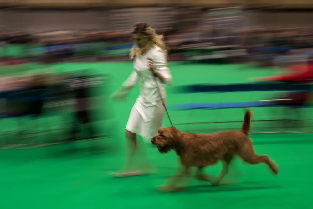 2018 Crufts Dog Show in England