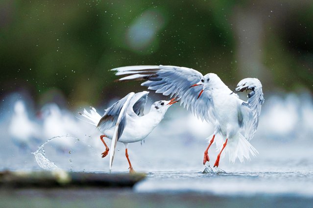 Black-headed gulls are fighting each other as they search for food in the shallow areas of the lake in Kocacay Delta, which hosts different seagull species as well as migratory birds in Karacabey district of Bursa, Turkiye on August 02, 2025. (Photo by Alper Tuydes/Anadolu via Getty Images)