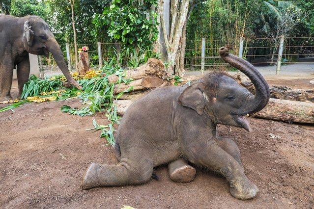 A Sumatran elephant mother, Nurhayati and her 21-month-old calf, Kama receive decorated food enrichment to celebrate the World Elephant Day at Bali Zoo, Gianyar, Bali, Indonesia on 12 August 2025. World Elephant Day observe annually on August 12 to raise awareness of protecting elephants species around the world. (Photo by Johannes P. Christo/Anadolu via Getty Images)