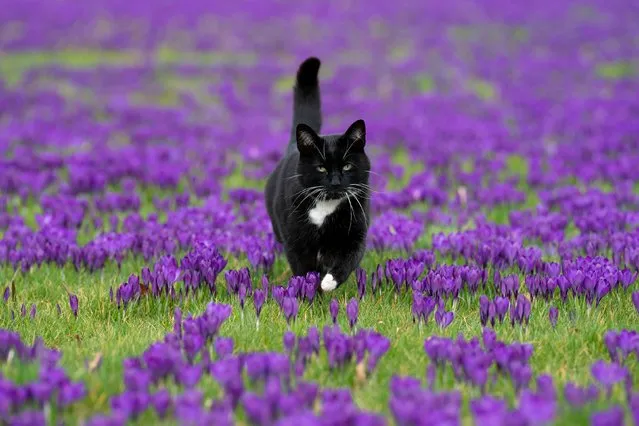 Lord Roscoe the cat runs through the crocuses on the lawns at the National Trust's 17th-century Ham House and Garden in Richmond, London on Monday, March 6, 2023. In recent years more than 500,000 bulbs have been planted to create a spectacle for visitors and to attract bees, butterflies and other pollinating insects. (Photo by Kirsty O'Connor/PA Images via Getty Images)