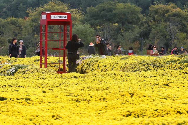 On October 31st, 2025, when the weather was in full autumn, citizens visiting the Taehwagang National Garden Chrysanthemum Garden in Nam-gu, Ulsan, are making memories among the chrysanthemums turning yellow. (Photo by Kim Dong-hwan)