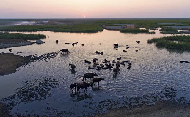In this Monday, September 11, 2017 photo, water buffalo wade in the Chabaish marsh in Nasiriyah, about 200 miles (320 kilometers) southeast of Baghdad, Iraq. Iraq’s southern marshes, a lush remnant of the cradle of civilization, were reborn after the 2003 fall of Saddam Hussein when residents dismantled dams he had built a decade earlier to drain the area in order to root out Shiite rebels. (Photo by Nabil al-Jurani/AP Photo)