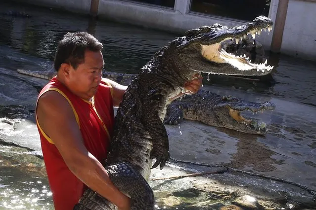 A picture made available 27 November 2015 shows a handler picking up a crocodile during a show at the Samutprakarn Crocodile Farm and Zoo, Samutprakarn province, outside Bangkok, Thailand, 26 November 2015. (Photo by Diego Azubel/EPA)